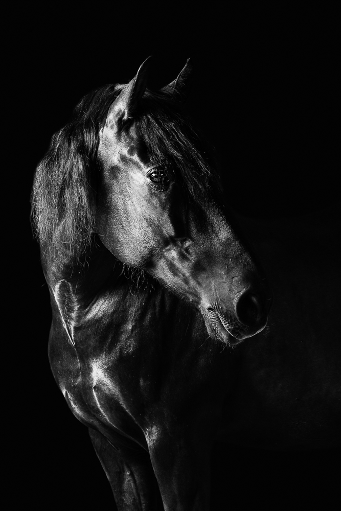 Pferde fotografieren