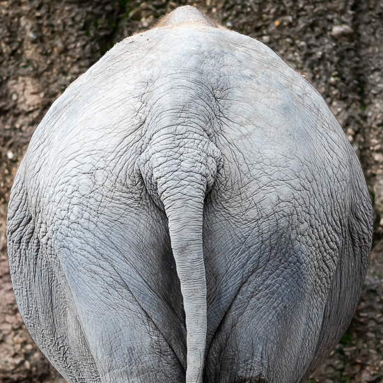 Elefant von hinten